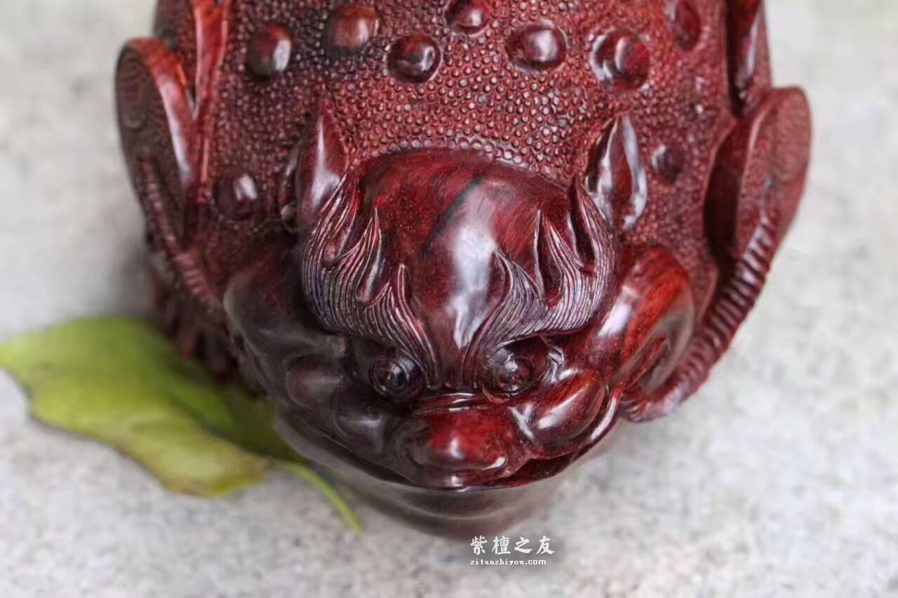 小叶紫檀茶壶《招财进宝》做工精美栩栩如生-5