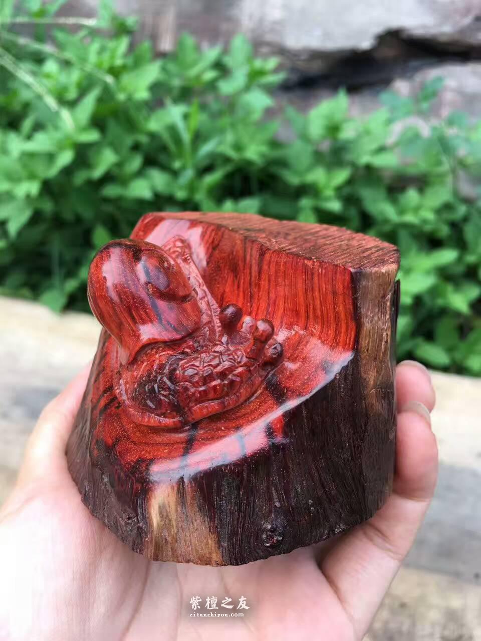 小叶紫檀摆件《牛气爆棚》造型原始雕工精美-3