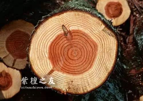前年紫檀——小叶紫檀为什么那么贵-3