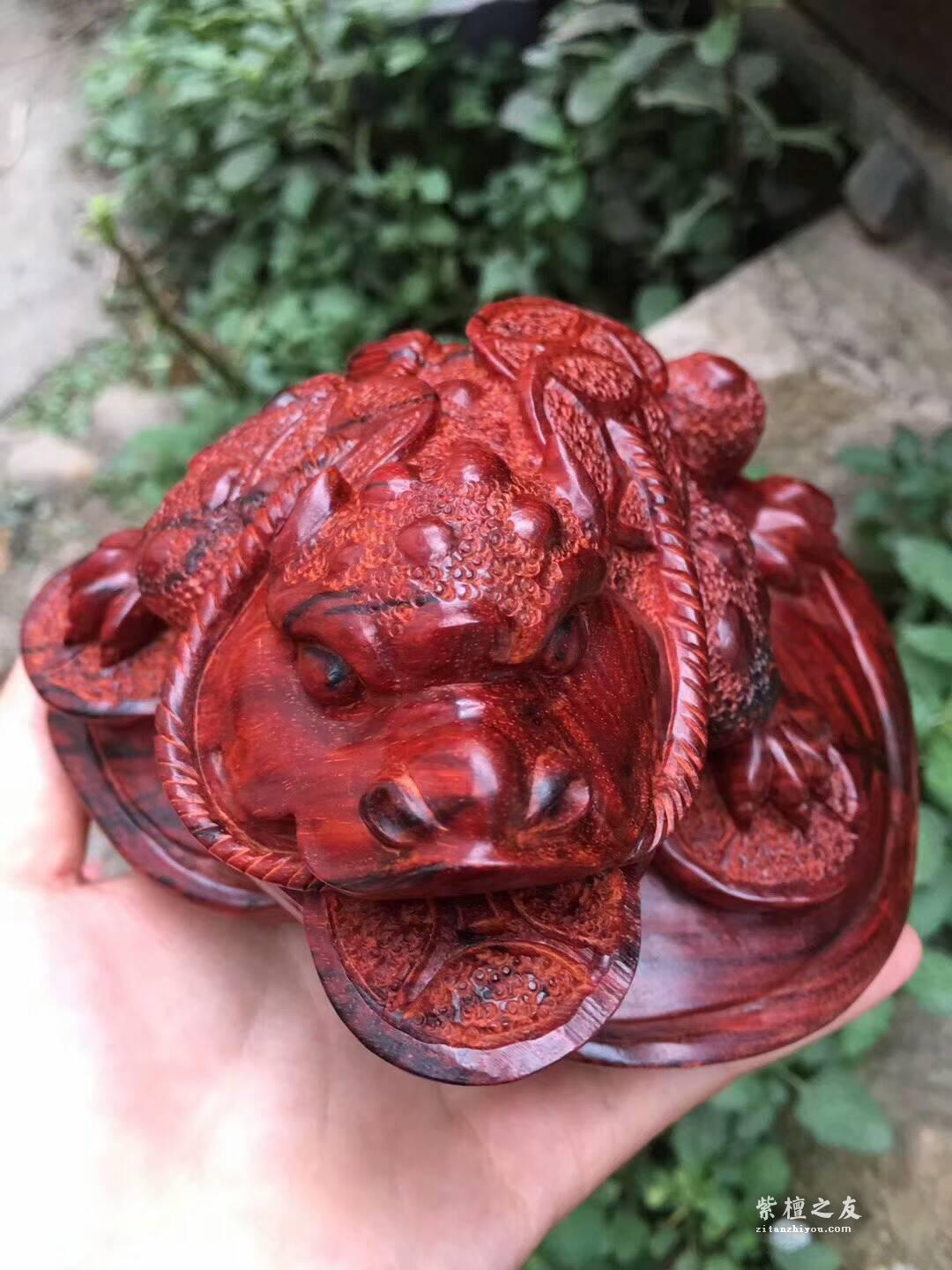 印度小叶紫檀蟾蜍摆件《招财进宝》鸡血红泥料精刻栩栩如生-1