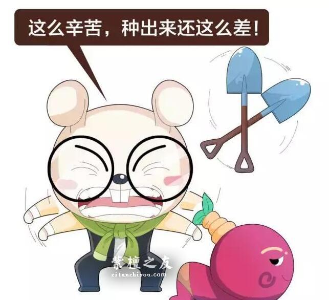 印度大规模种植紫檀人工林，小叶紫檀手串要降价了吗？-6