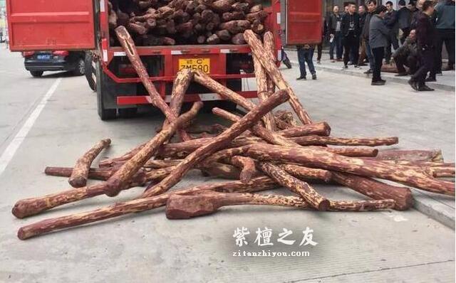 10种不同规格小叶紫檀原材交易行情-8