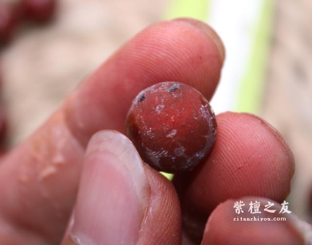 胶磨的小叶紫檀你分的出吗？-7