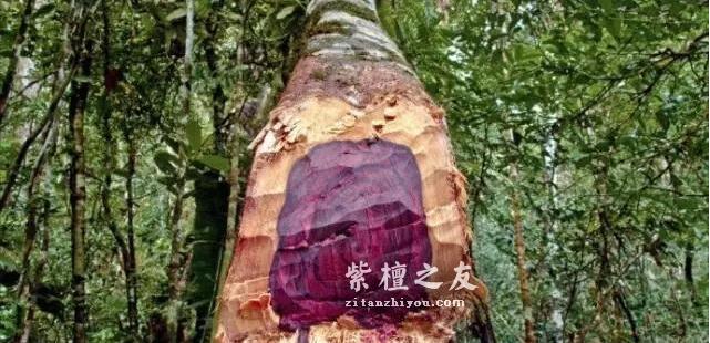 红木百科--大叶紫檀（卢氏黑黄檀）-1