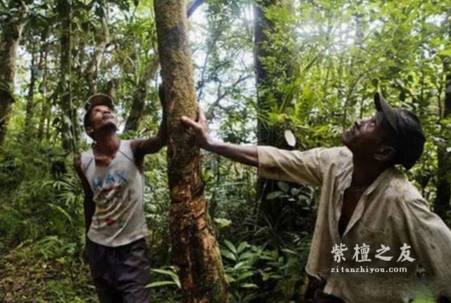 关于小叶紫檀速生林的真相，你中招了吗？-1