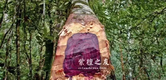 红木百科：大叶紫檀（卢氏黑黄檀）-2