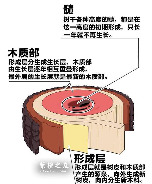 小叶紫檀什么部位的料最好？看完此篇，你就明白了！-2