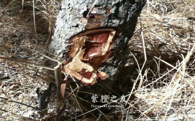 你真的知道紫檀老料实际指什么吗？-3